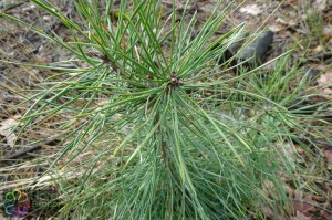 Pinus nigra nigra (1).jpg_product